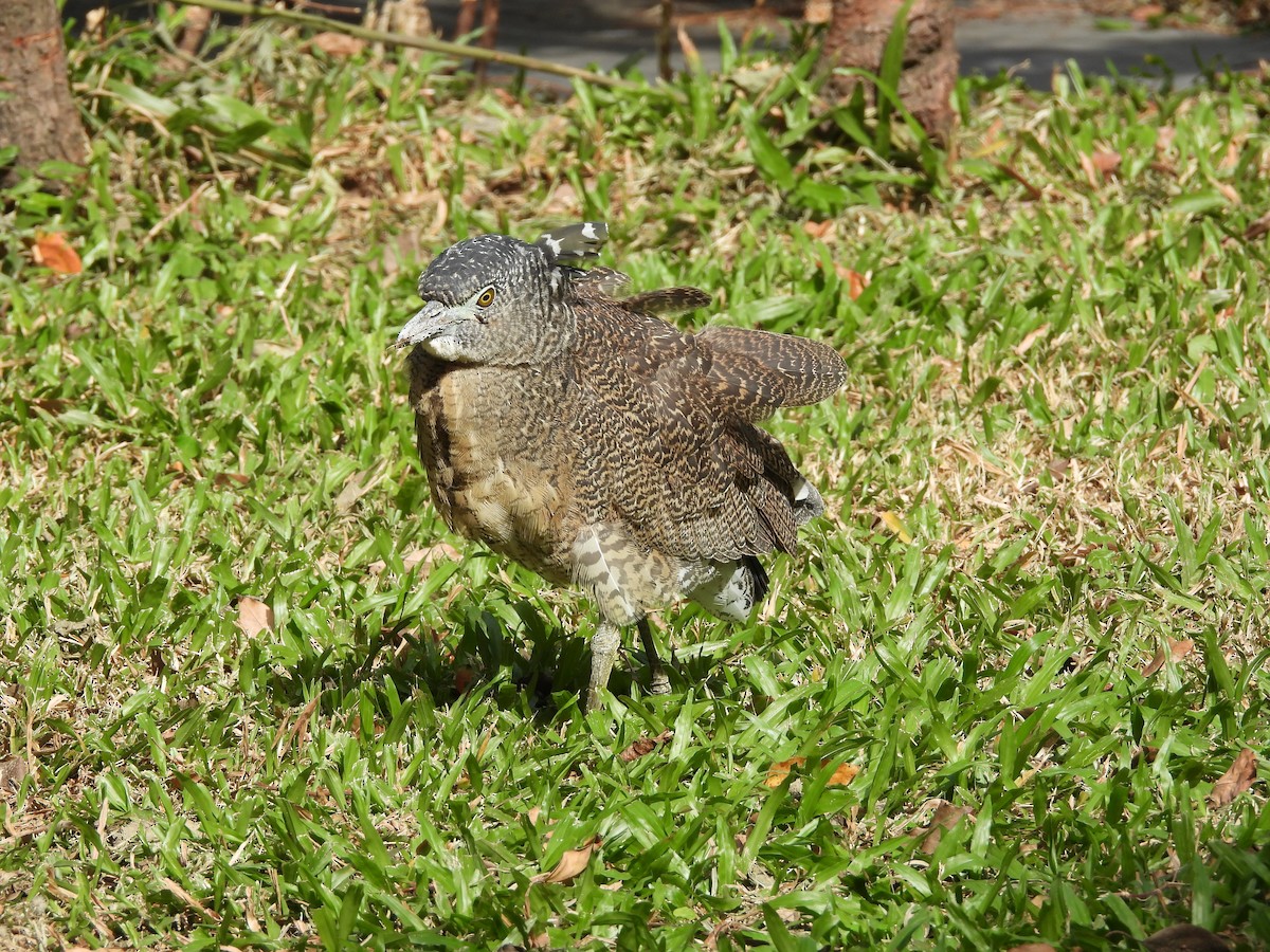 Bihoreau malais - ML645989277