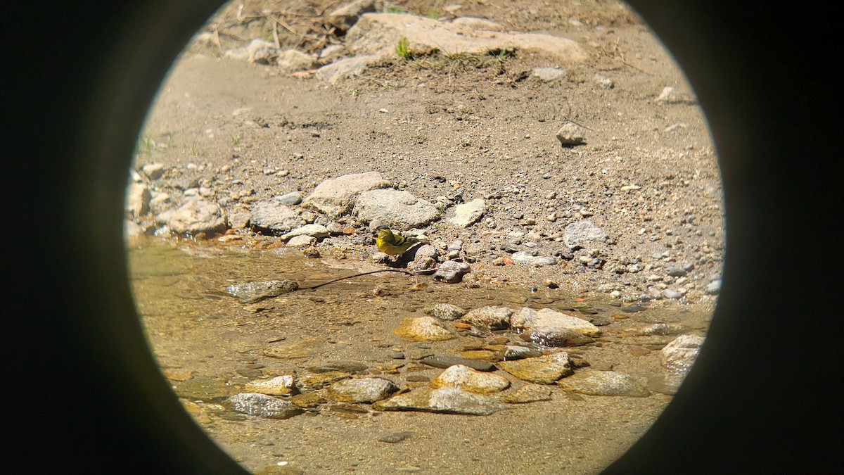 Black-chinned Siskin - ML645989278