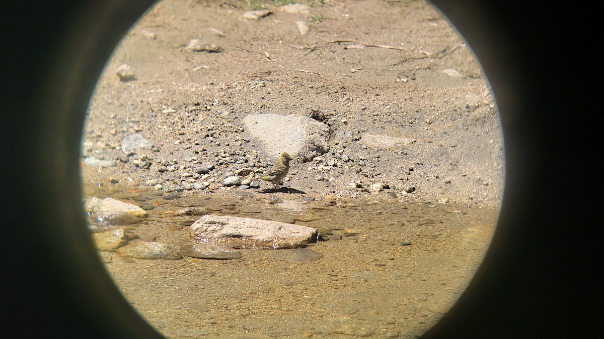 Black-chinned Siskin - ML645989279