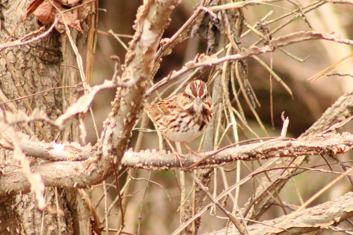 Song Sparrow - ML645989280