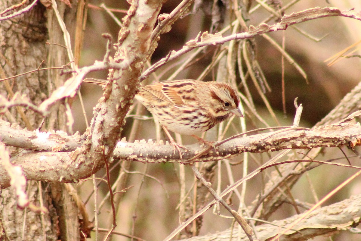 Song Sparrow - ML645989282
