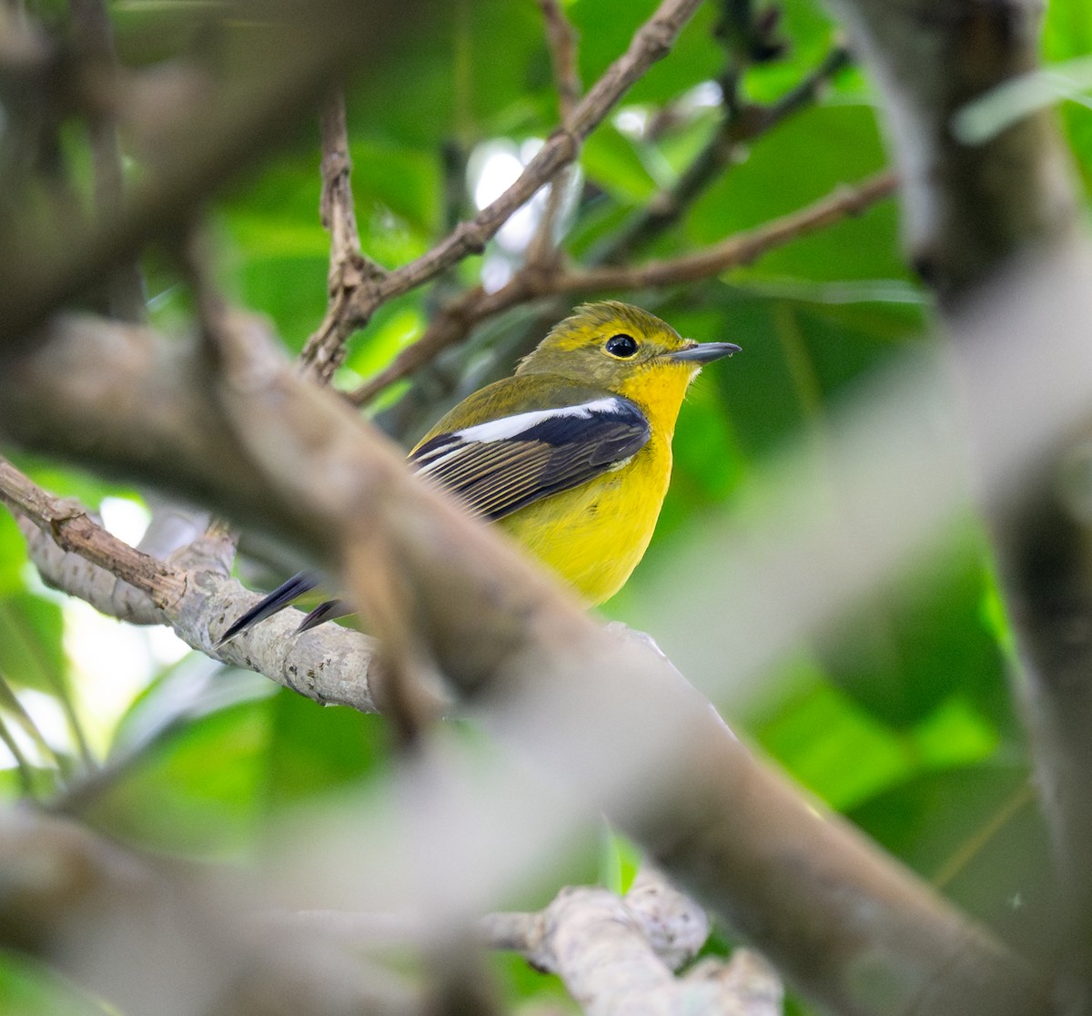 Green-backed Flycatcher - ML645989298