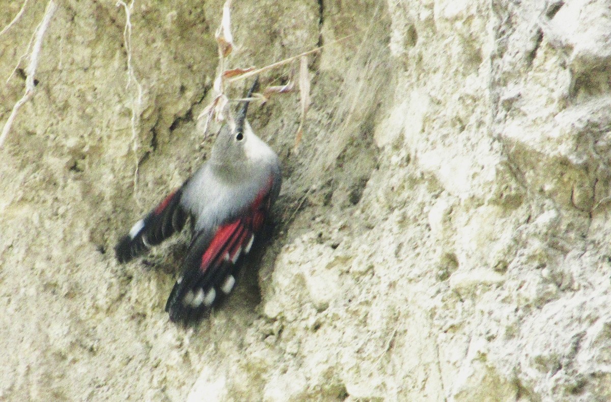 Wallcreeper - ML645989313