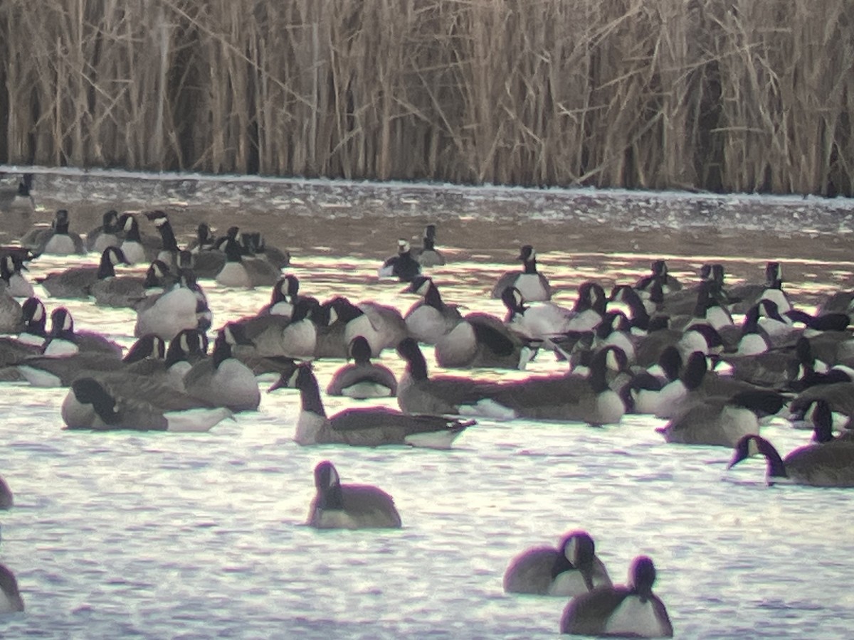 Barnacle Goose - ML645989315