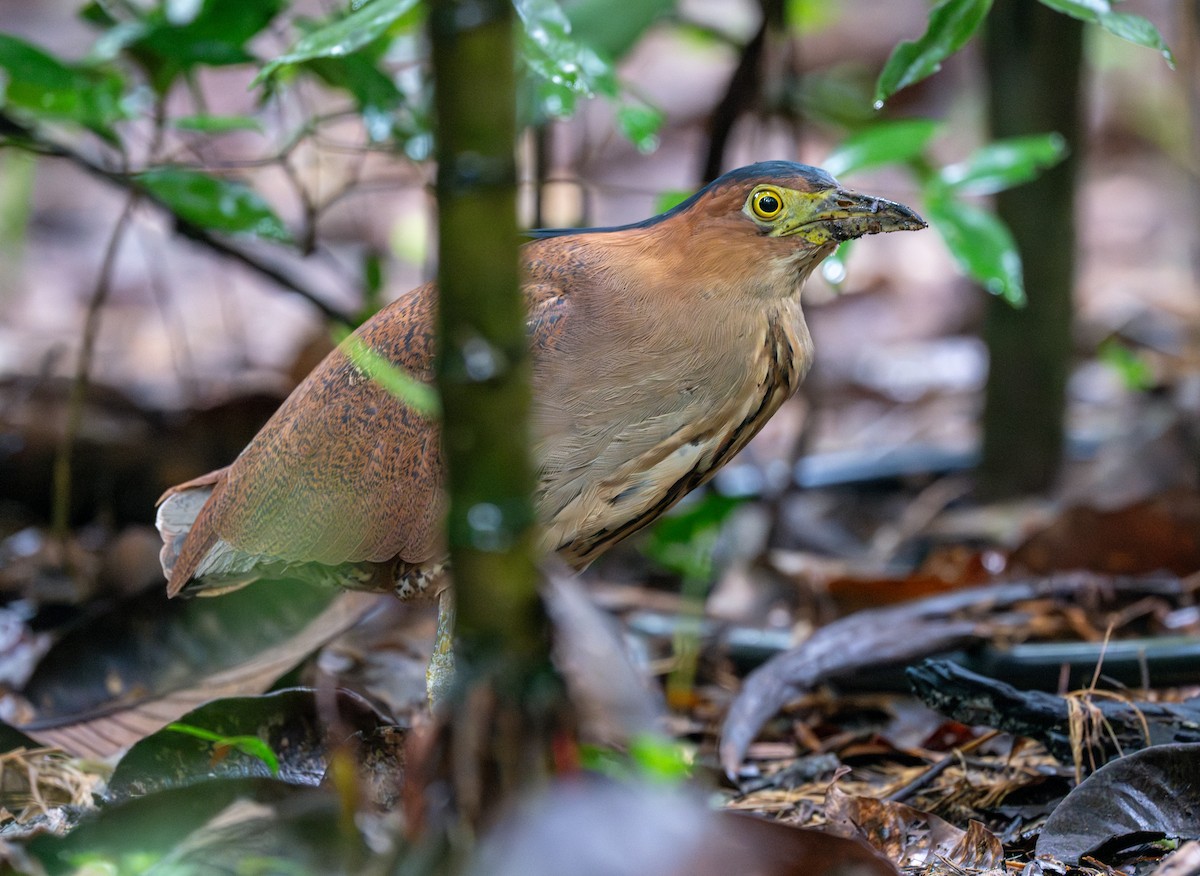 Bihoreau malais - ML645989322