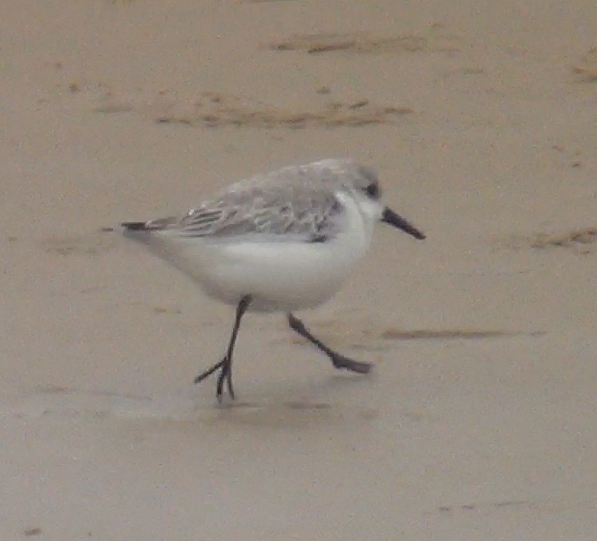 Sanderling - ML645989324