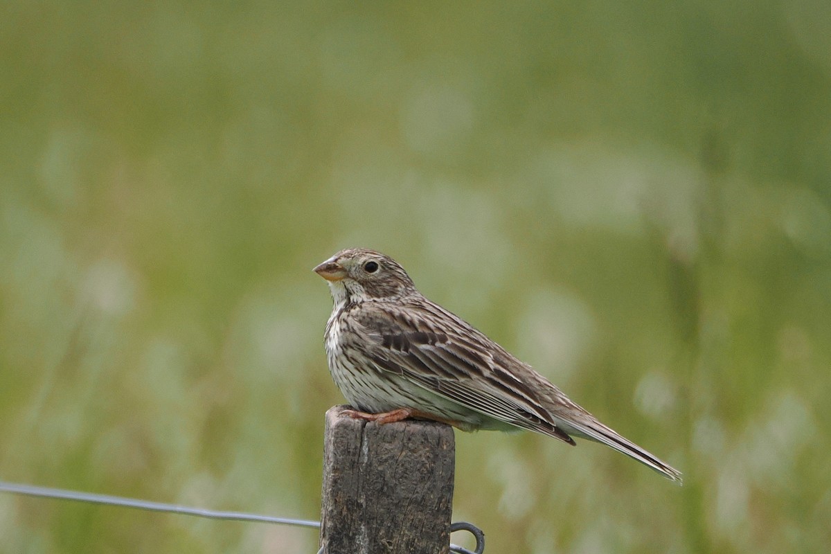 Corn Bunting - ML645989335