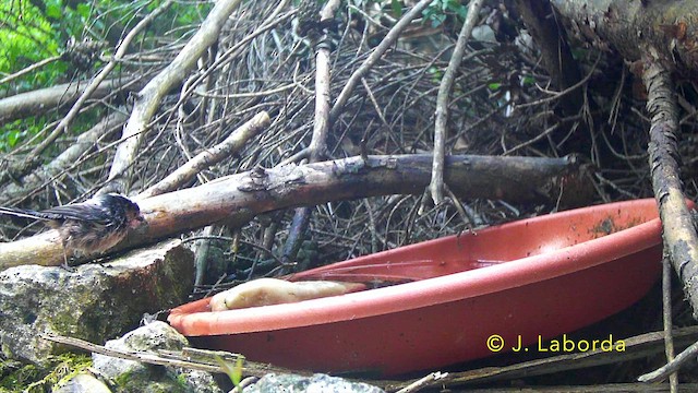 Long-tailed Tit - ML645989338