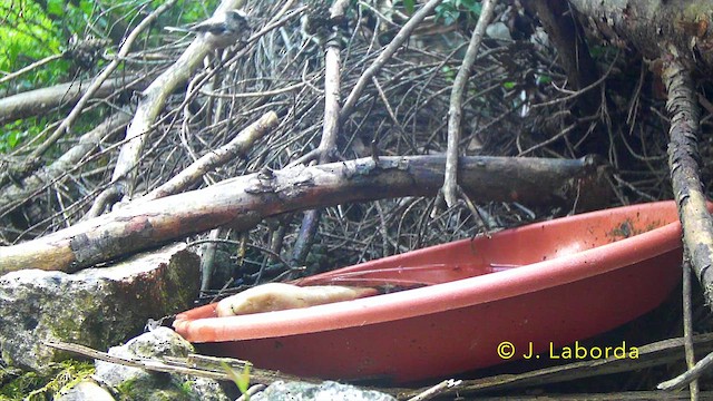 Long-tailed Tit - ML645989349