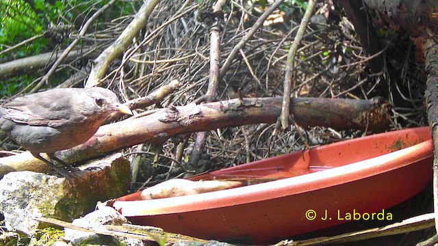 Eurasian Blackbird - ML645989365