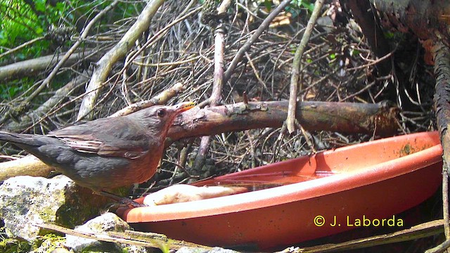 Eurasian Blackbird - ML645989366