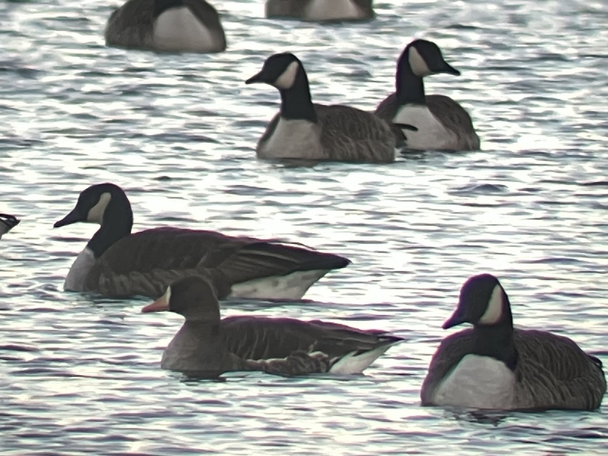 Canada Goose - ML645989378