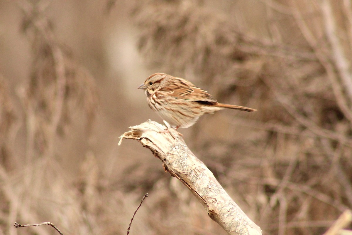 Song Sparrow - ML645989379