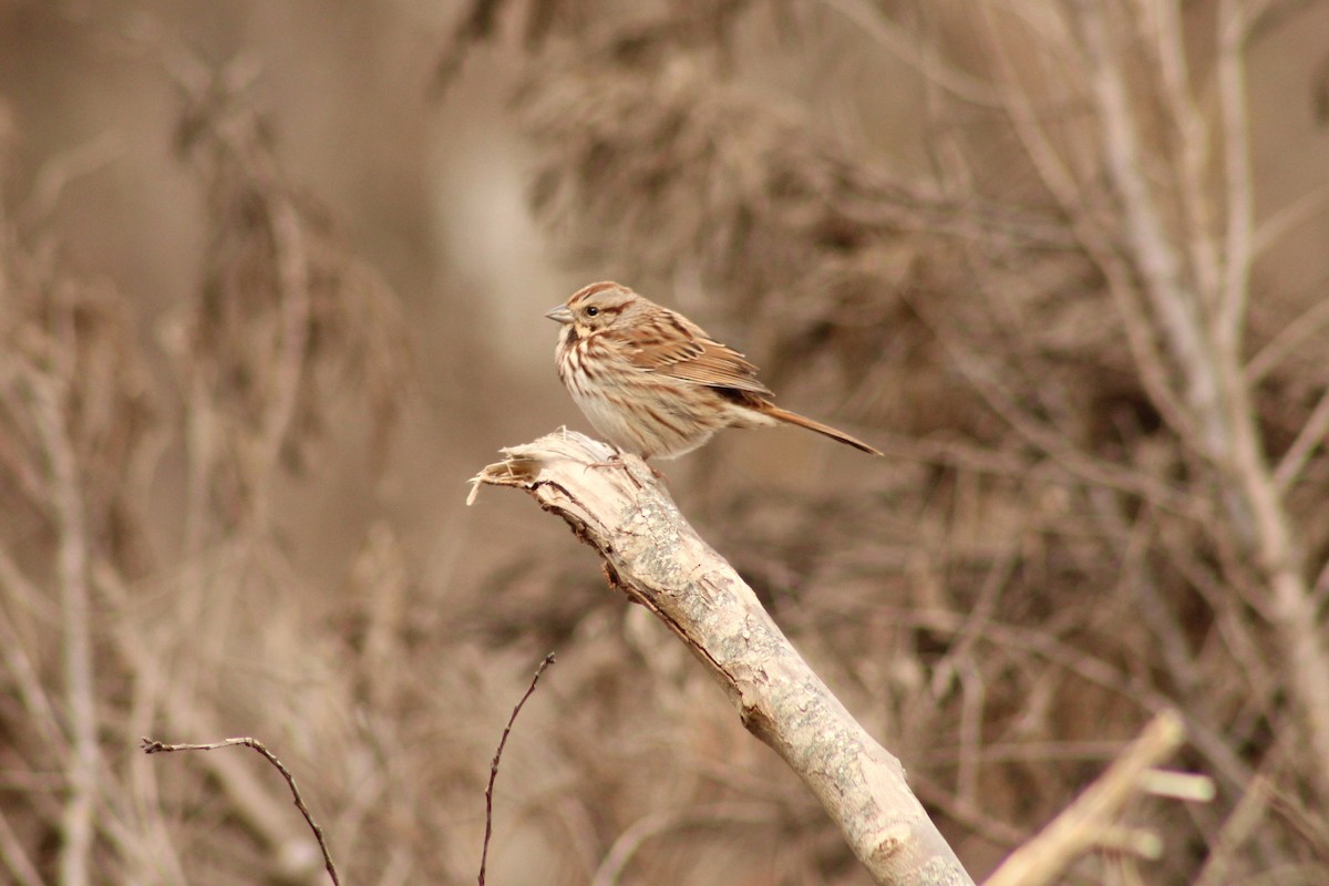 Song Sparrow - ML645989390