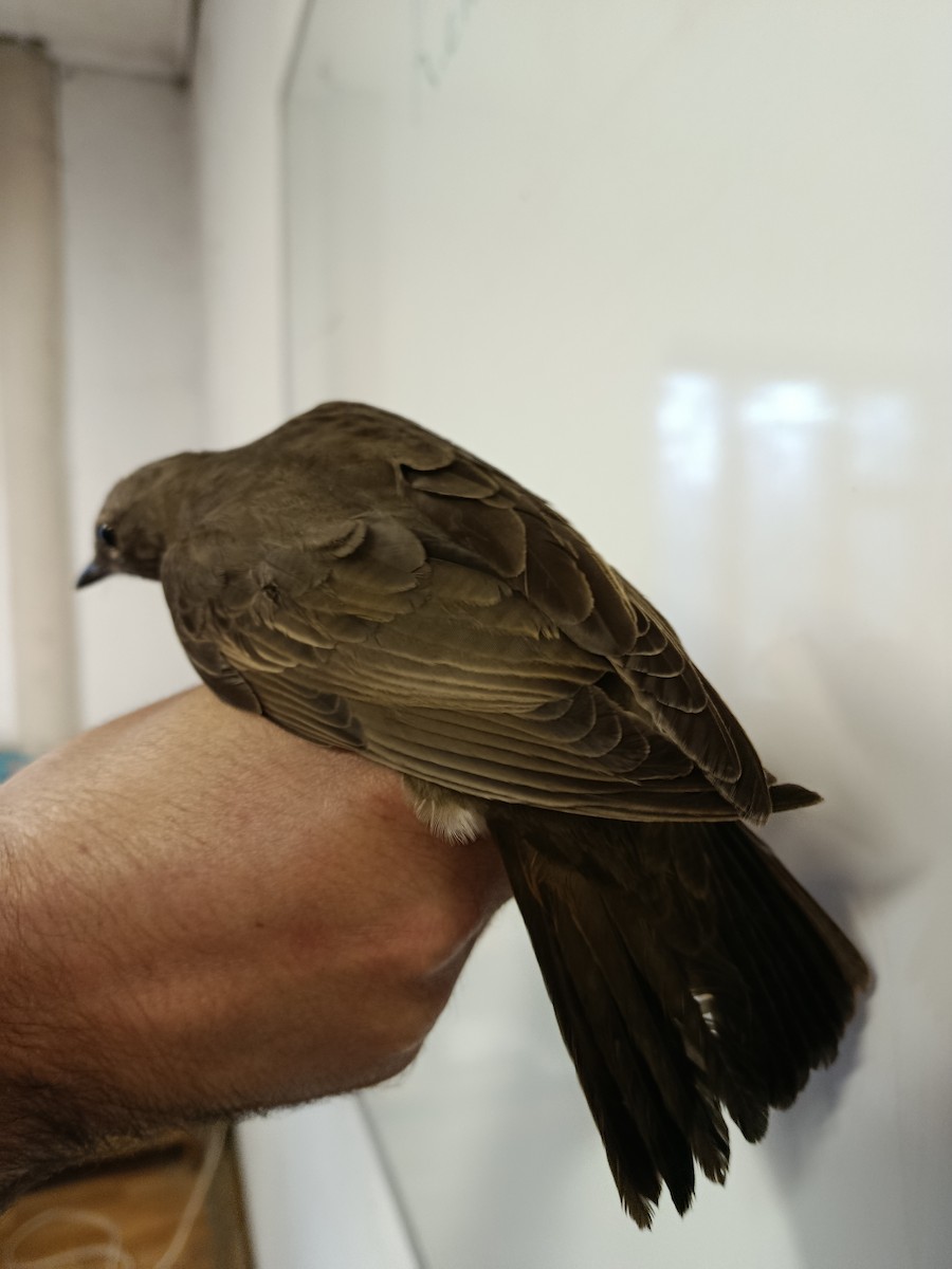 Black-throated Thrush - ML645989391