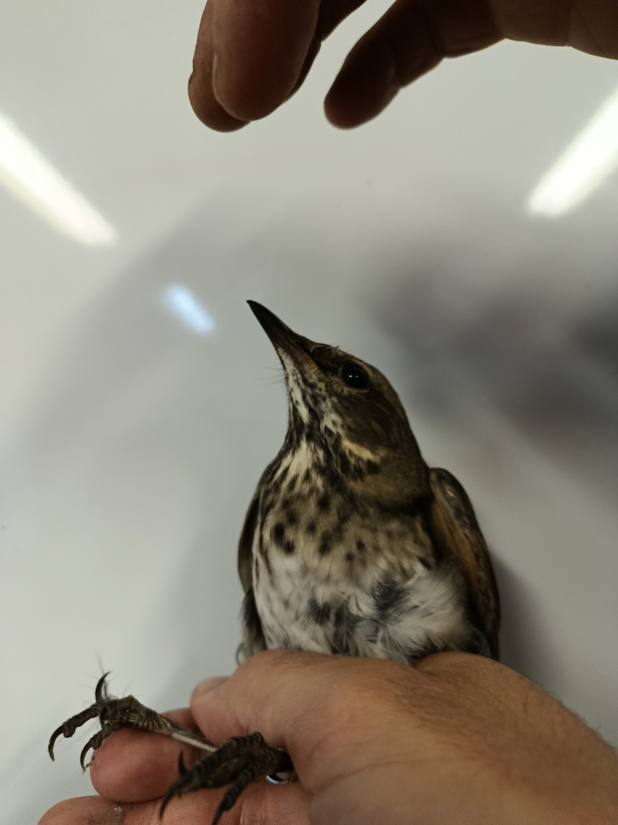 Black-throated Thrush - ML645989392
