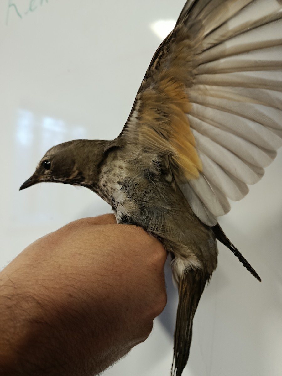 Black-throated Thrush - ML645989393