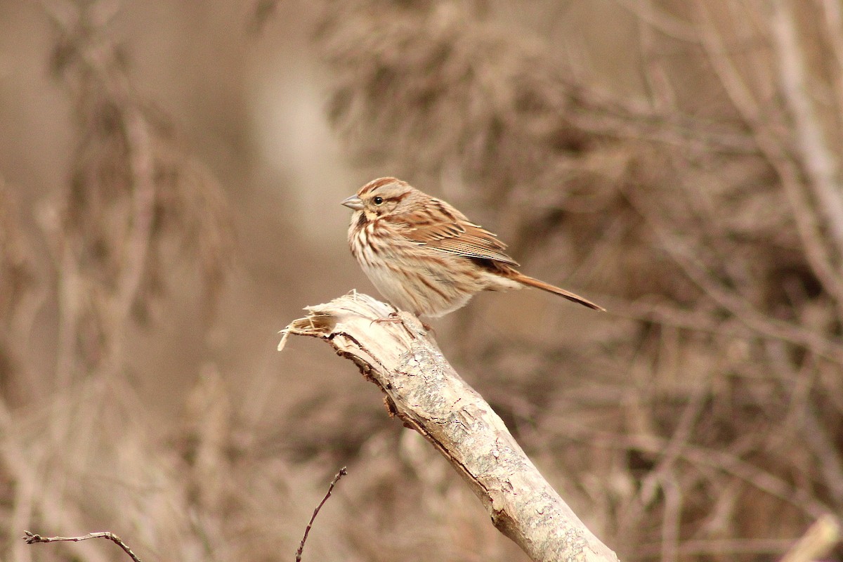 Song Sparrow - ML645989394