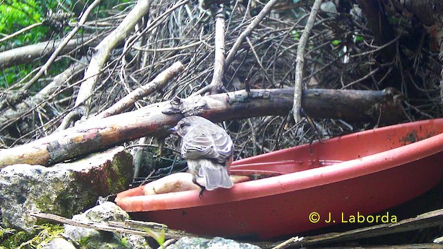 Spotted Flycatcher - ML645989395