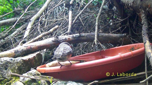 Spotted Flycatcher - ML645989396