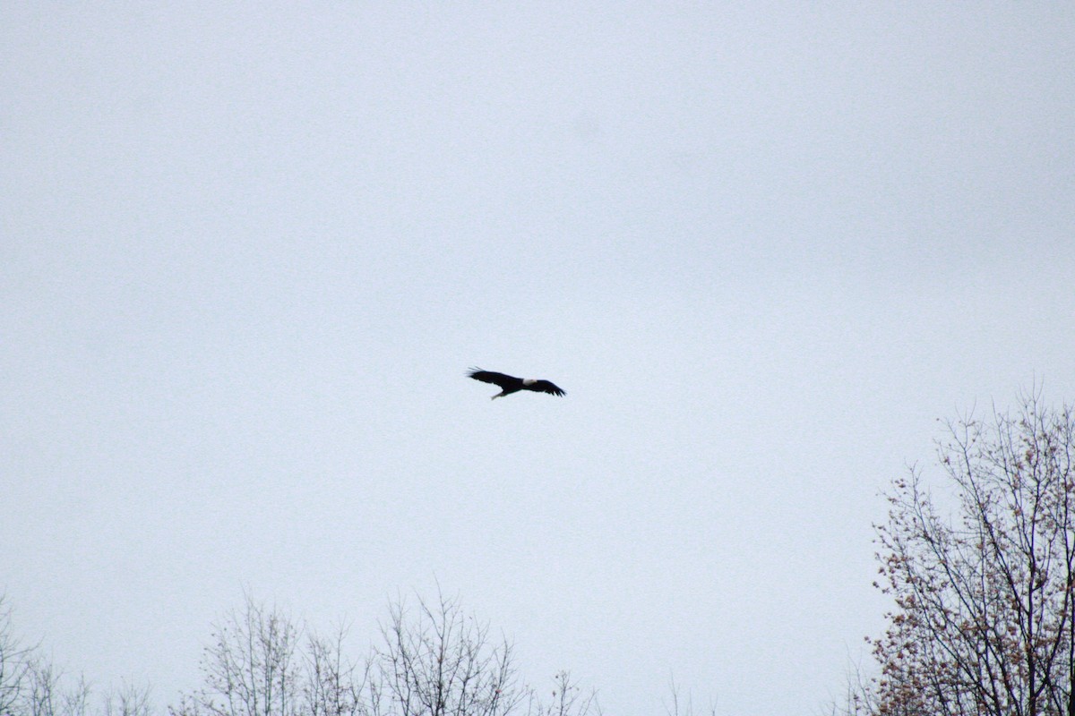 Bald Eagle - ML645989407