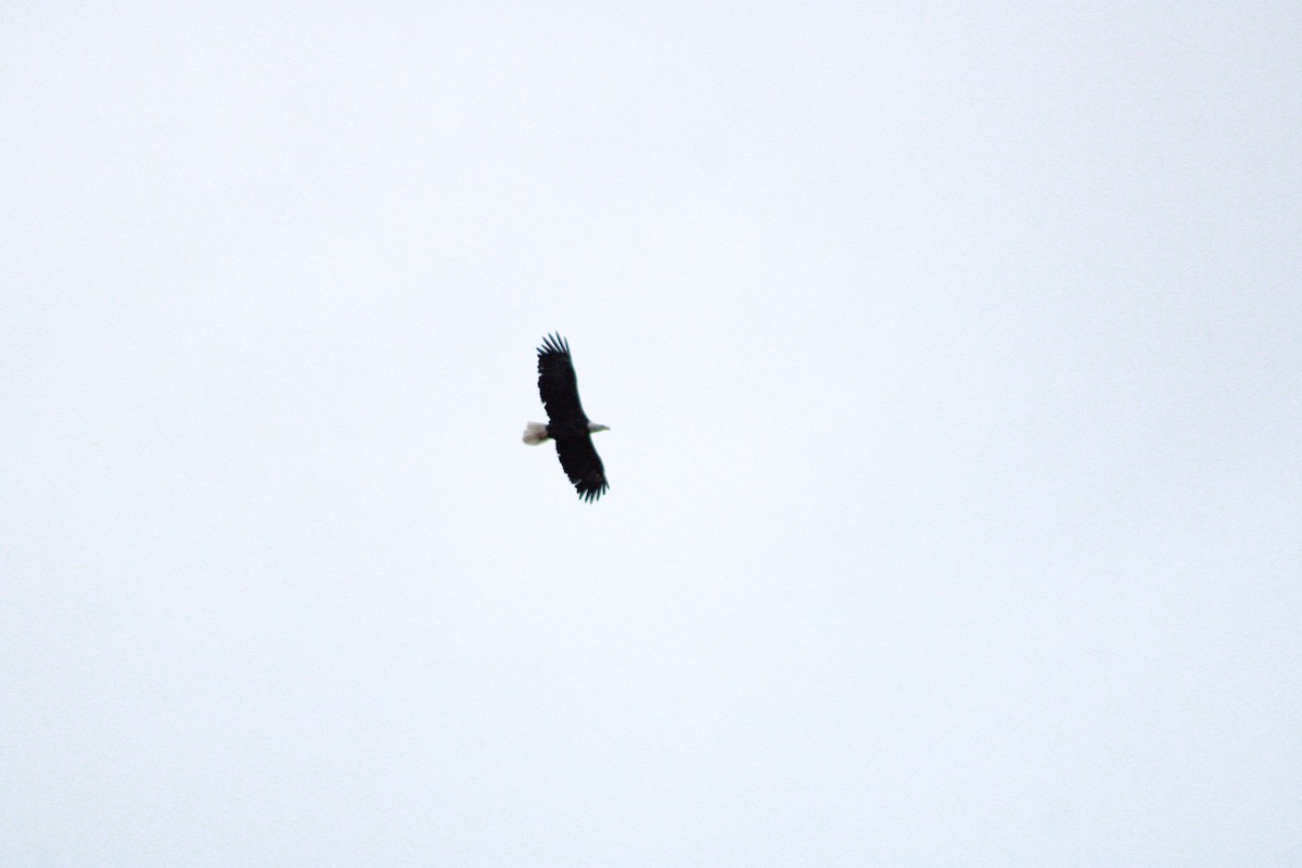 Bald Eagle - ML645989408