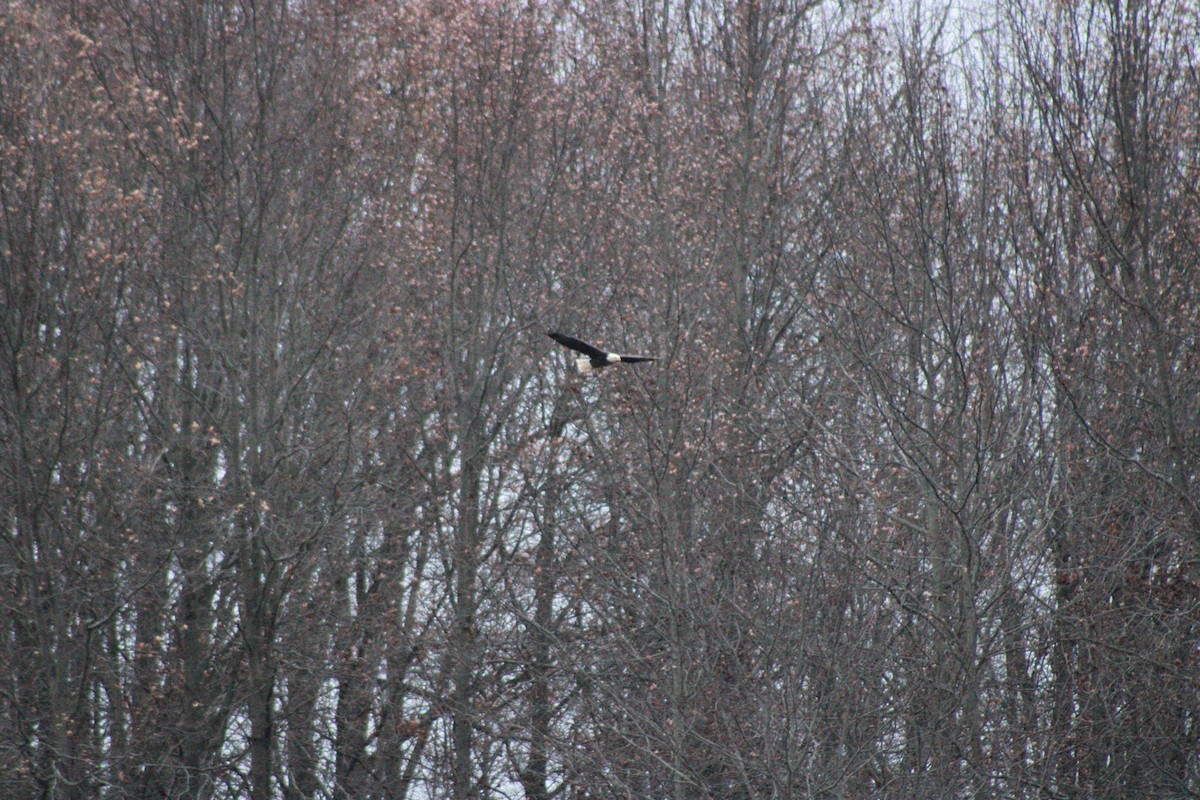 Bald Eagle - ML645989410