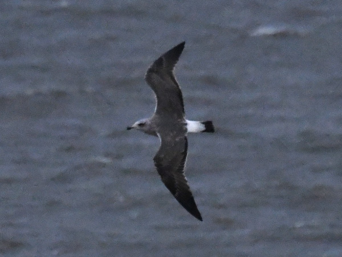 Lesser Black-backed Gull - ML645989416