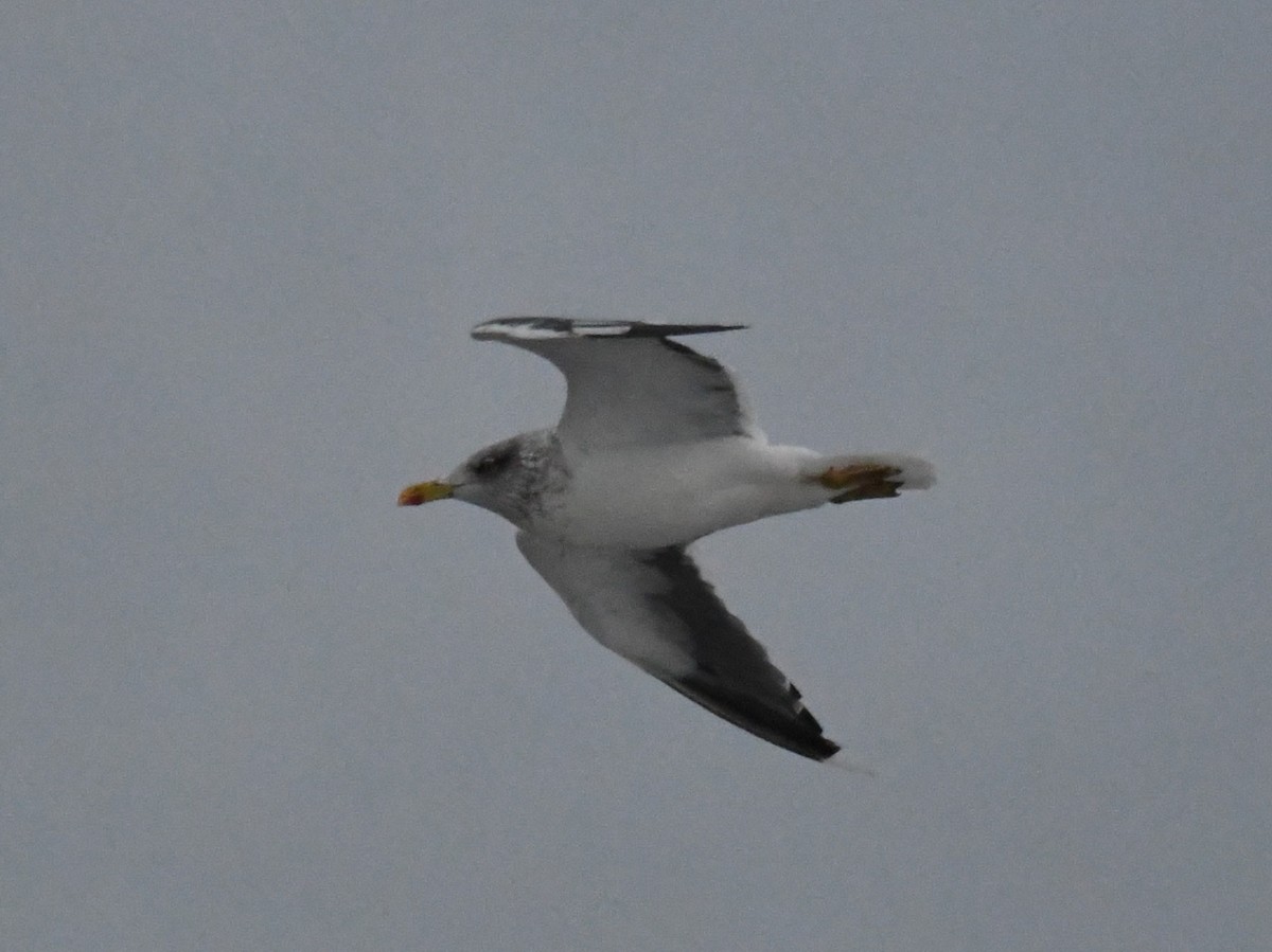 Lesser Black-backed Gull - ML645989417