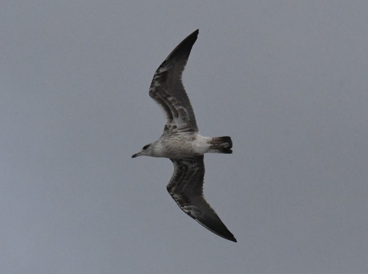 Lesser Black-backed Gull - ML645989418