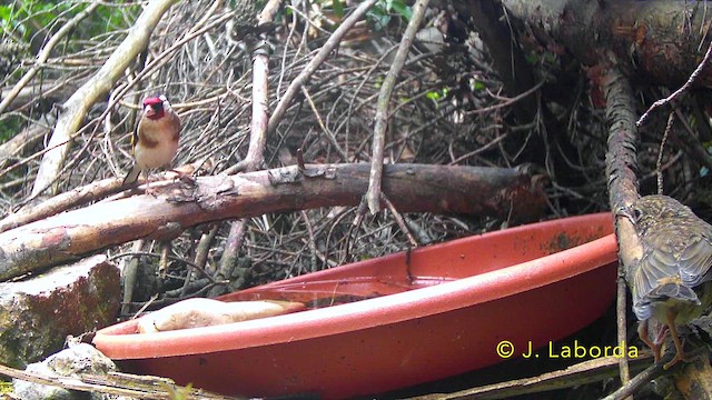 European Robin - ML645989419