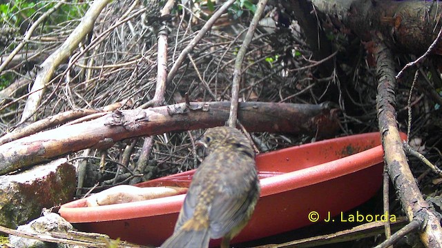 European Robin - ML645989420