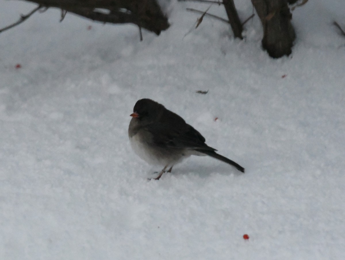 Dark-eyed Junco - ML645989422