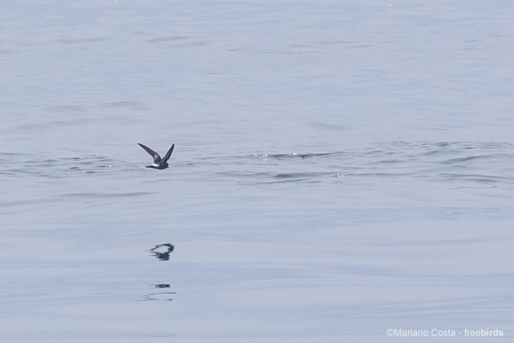 Wilson's Storm-Petrel - ML645989426