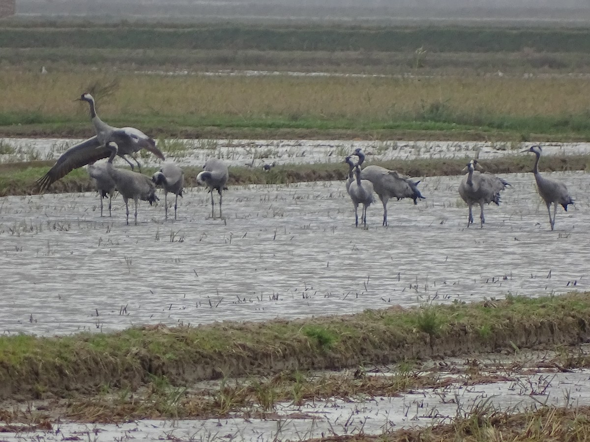 Common Crane - ML645989427