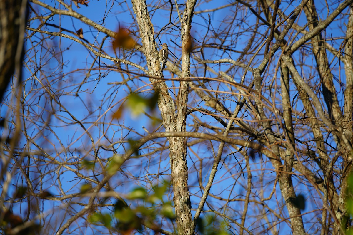 Желтобрюхий дятел-сокоед - ML645989435