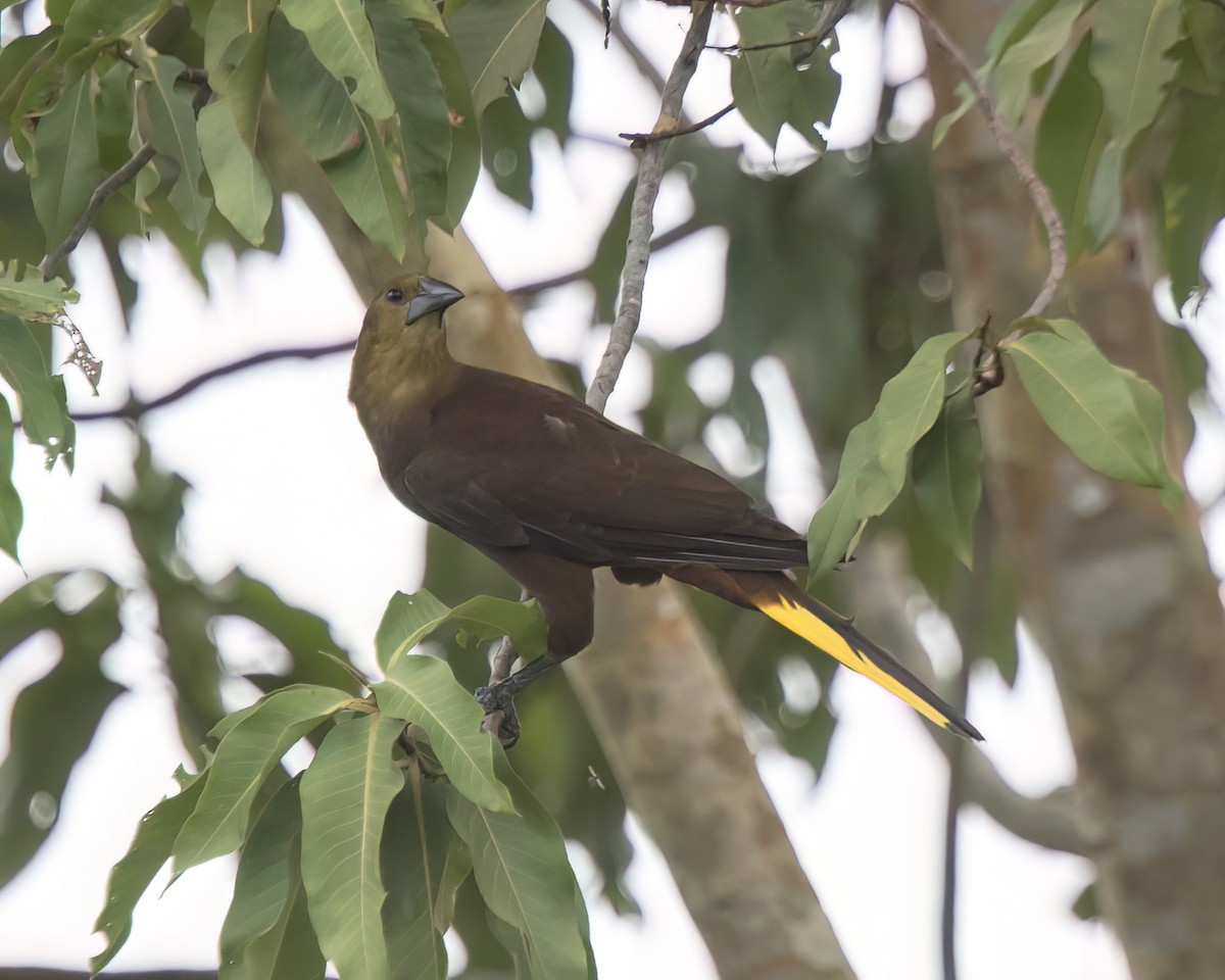 Russet-backed Oropendola - ML645989445