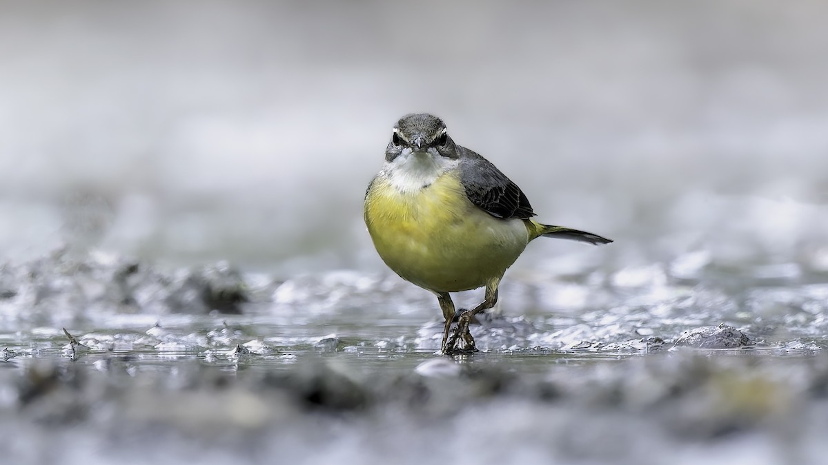 Gray Wagtail - ML645989446