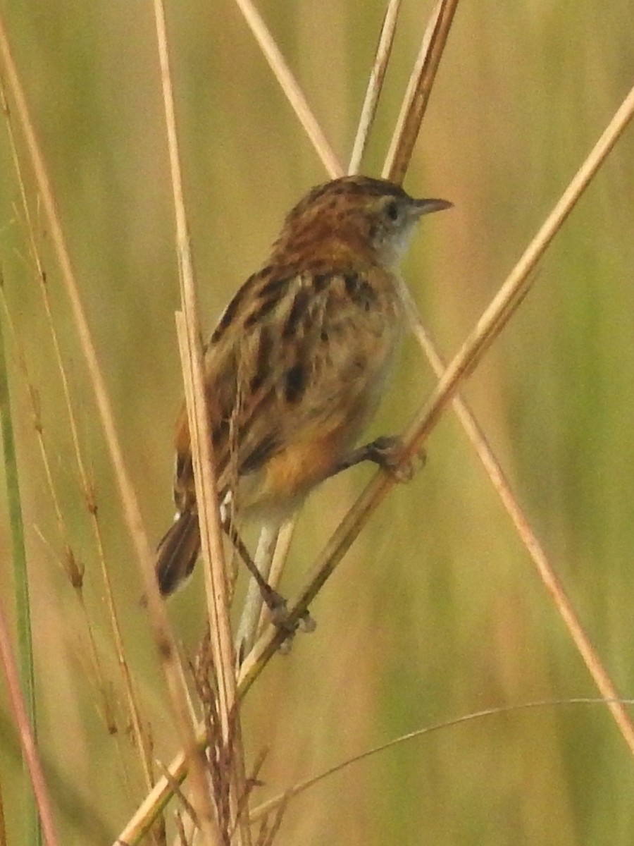 Cisticole des joncs - ML645989448