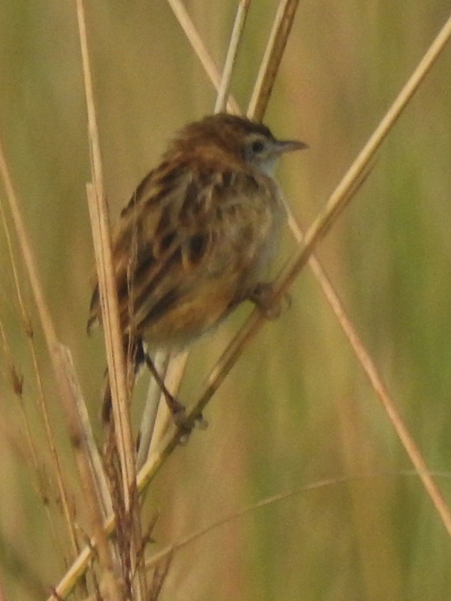 Cisticole des joncs - ML645989449
