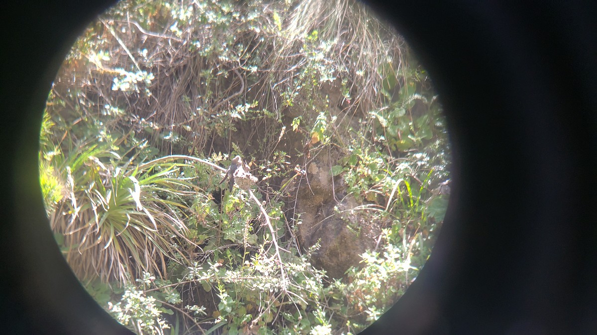 kjempekolibri - ML645989455