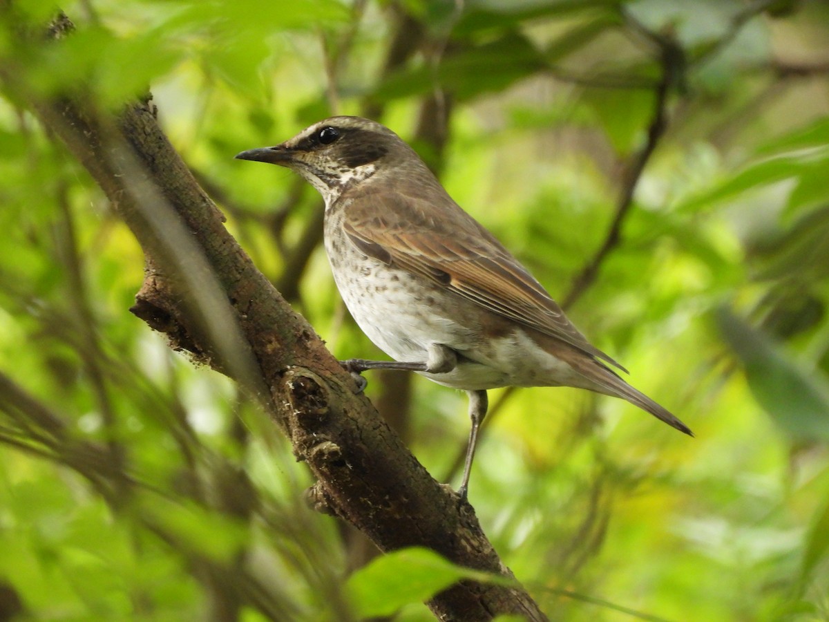 Dusky Thrush - ML645989466
