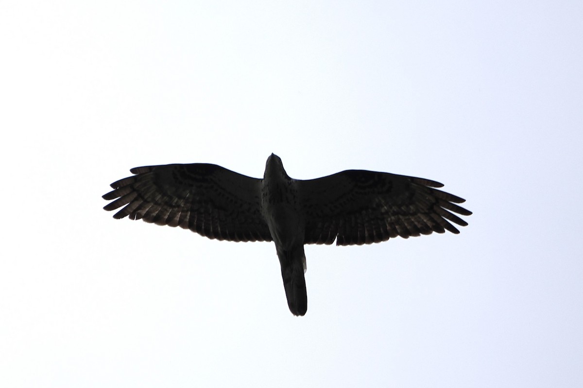 European Honey-buzzard - ML645989471