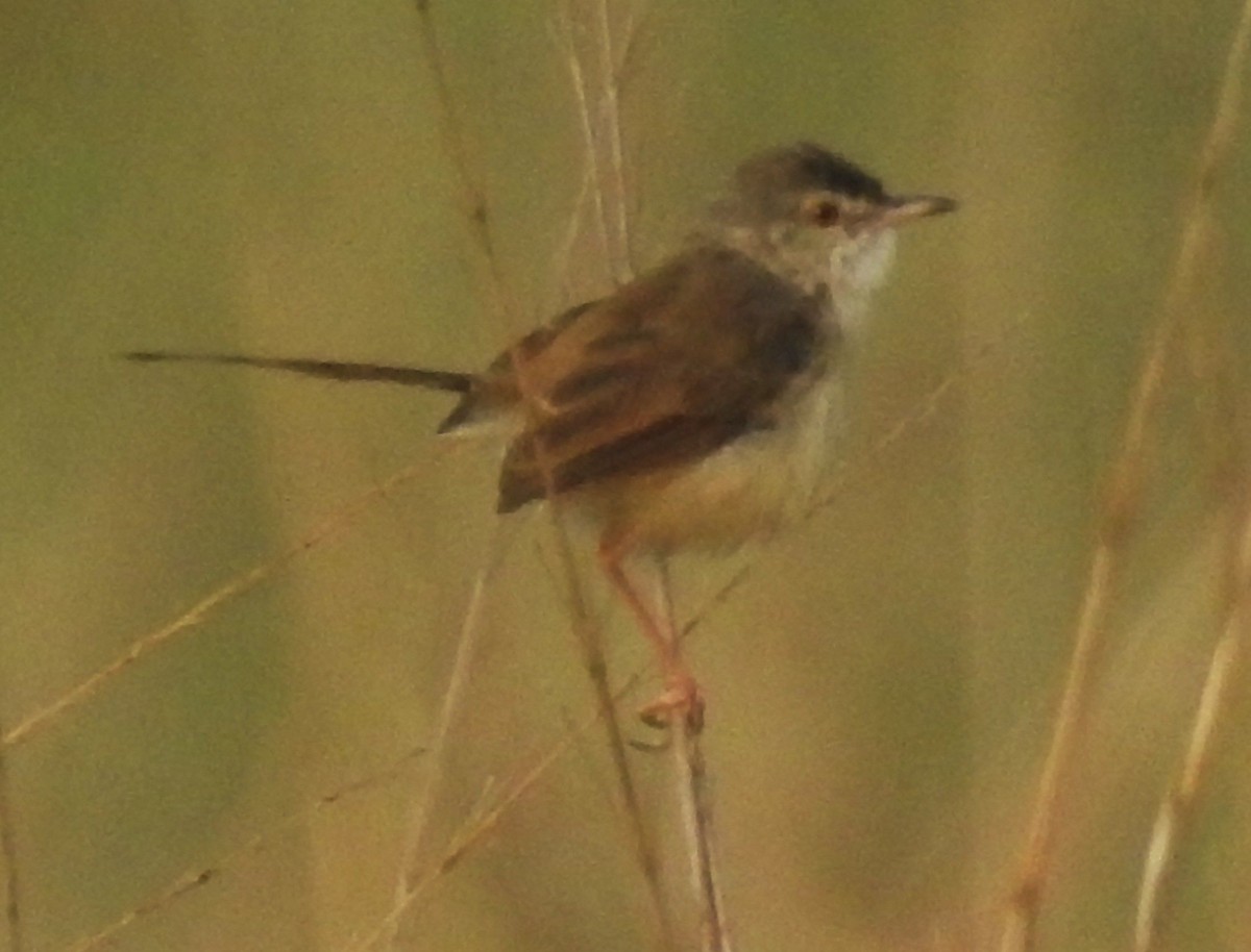 Plain Prinia - ML645989475