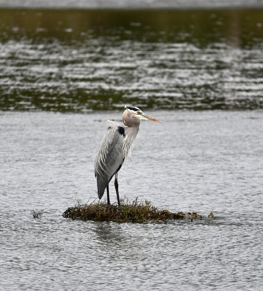 Great Blue Heron - ML645989478
