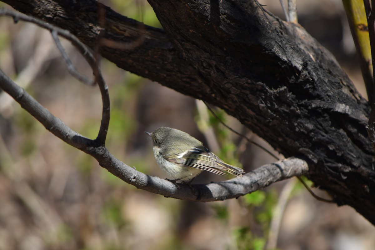 Ruby-crowned Kinglet - ML645989481