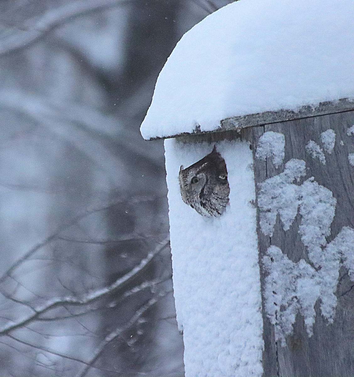 Eastern Screech-Owl - ML645989490
