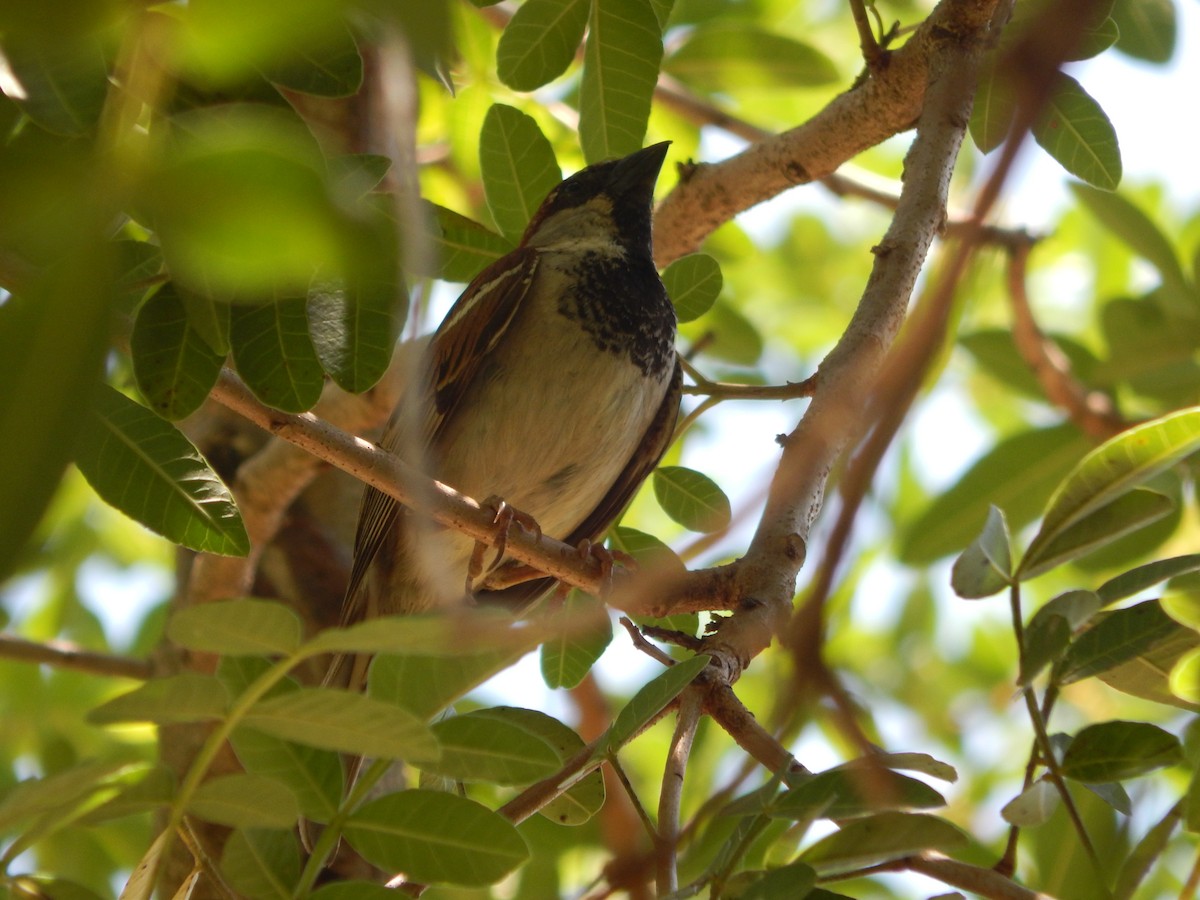 House Sparrow - ML645989491