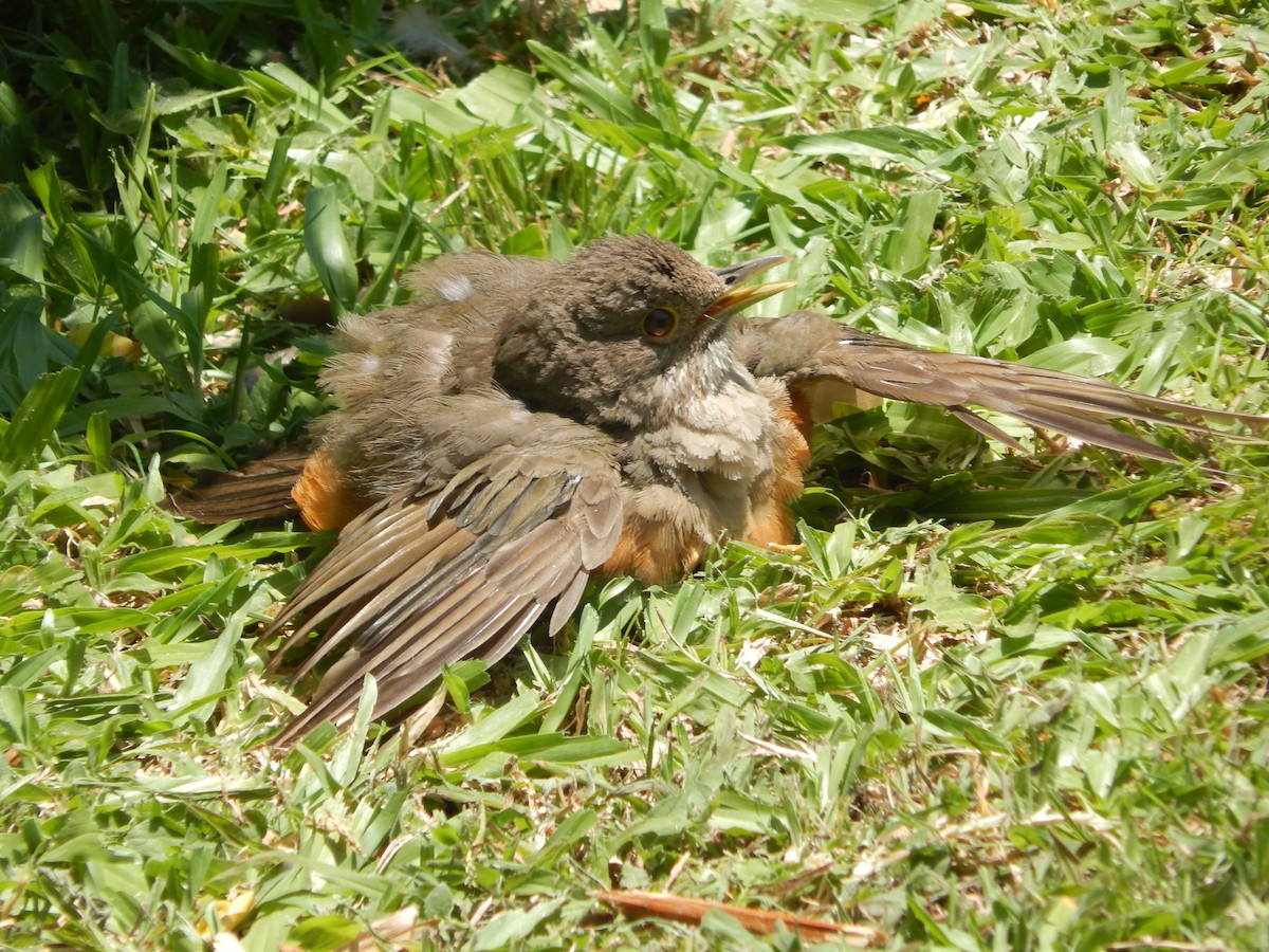 Rufous-bellied Thrush - ML645989493