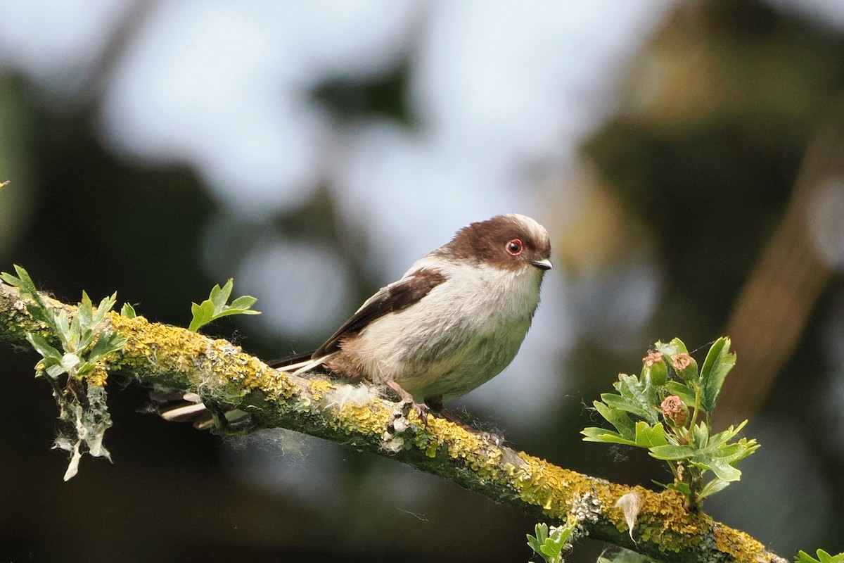 Long-tailed Tit - ML645989496